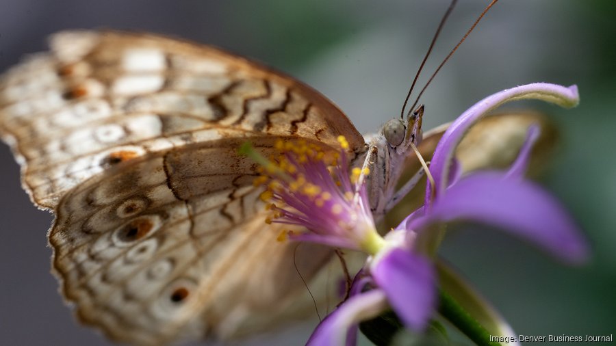 Butterfly sitting on top of a flower